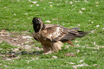 Gypaète barbu, .Gypaetus barbatus, Bearded Vulture