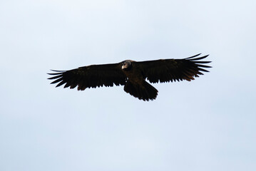 Gypaète barbu, .Gypaetus barbatus, Bearded Vulture