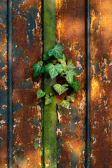 Porte rouillée, Lierre, hedera helix