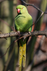 Perruche à collier,.Psittacula krameri, Rose ringed Parakeet