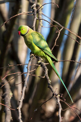 Perruche à collier,.Psittacula krameri, Rose ringed Parakeet