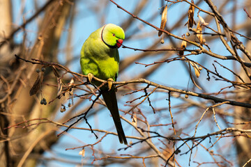 Perruche à collier,.Psittacula krameri, Rose ringed Parakeet