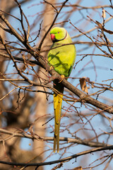 Perruche à collier,.Psittacula krameri, Rose ringed Parakeet