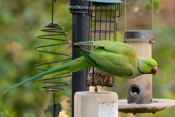 Perruche à collier,.Psittacula krameri, Rose ringed Parakeet
