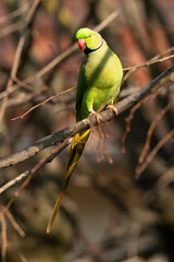 Perruche &agrave; collier,.Psittacula krameri, Rose ringed Parakeet
