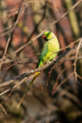 Perruche à collier,.Psittacula krameri, Rose ringed Parakeet