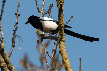 Pie bavarde,.Pica pica, Eurasian Magpie