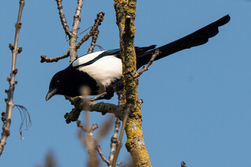 Pie bavarde,.Pica pica, Eurasian Magpie
