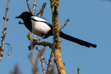 Pie bavarde,.Pica pica, Eurasian Magpie