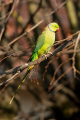Perruche à collier,.Psittacula krameri, Rose ringed Parakeet