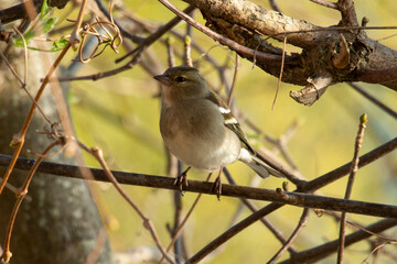 Pinson des arbres,.Fringilla coelebs, Common Chaffinch