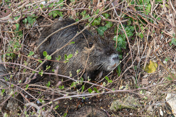 Ragondin,  Myocastor coypus