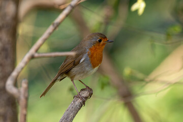 Rougegorge familier,.Erithacus rubecula, European Robin