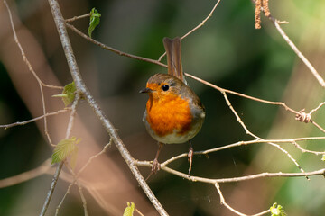 Rougegorge familier,.Erithacus rubecula, European Robin