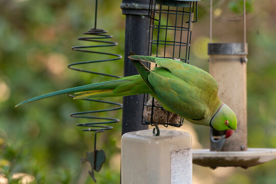 Perruche &agrave; collier,.Psittacula krameri, Rose ringed Parakeet