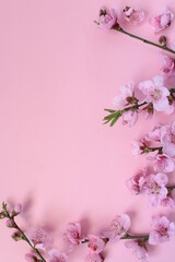 Flowers isolated on pink background with space for text. Vertical shooting. Spring concept idea.