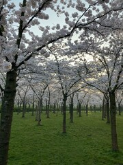 Fototapeta premium Japanese blossom cherry trees