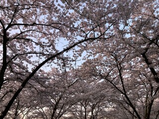 Japanese blossom cherry trees