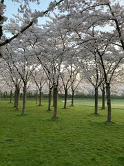 Obraz premium Japanese blossom cherry trees