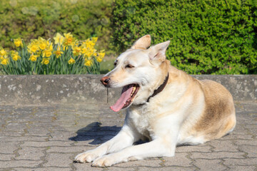Dog with a pink nose lying and yawning (German shepherds husky mix).