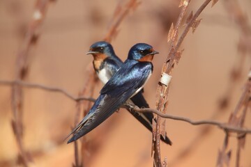 swallows on barbed wire