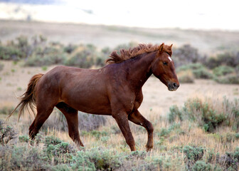 Wild horse running in northern Colorado