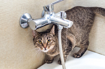 Portrait of a funny cat in a bathroom with a tap and water