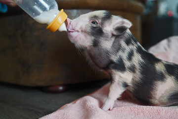 Pied mini baby pig in hand rearing