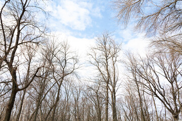 Fototapeta na wymiar trees and sky.trees without leaves and blue sky. High forest. Bottom view background. looking up at the spring heaven. copy space