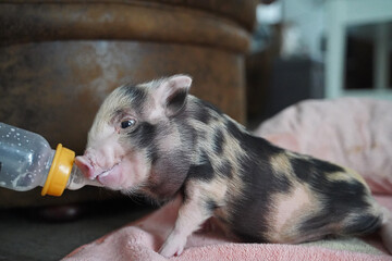 Pied mini baby pig in hand rearing