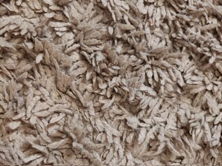 Close-up photo with visible carpet texture. 