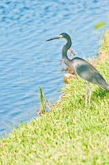 side view, medium distance of a single blue heron, on the edge of a tropical lake, prepared to strike at a fish dinner, in late afternoon