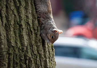 squirrel hanging down tree NYC 