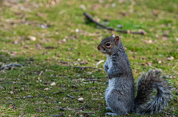 squirrel looking left 