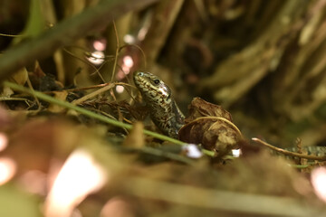 Lizard (Podarcis muralis) is hiding under foliage on the ground. Nature in the mountains of Austria.
