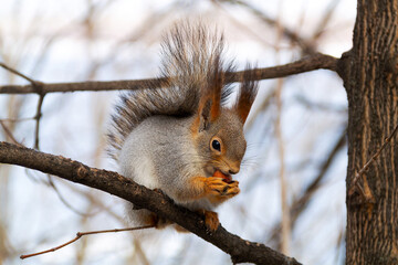 close-up Grey squirrel on a tiny branch with a hazelnut on the blue sky as background. fluffy wild animal are smelling and eating nut. copy space.