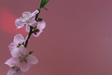 Fototapeta na wymiar Blossom nectarine tree branch isolated on pink background. Spring concept idea, 