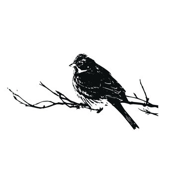 recommend clip art: A Yellowhammer sitting on a branch vector silhouette on white background