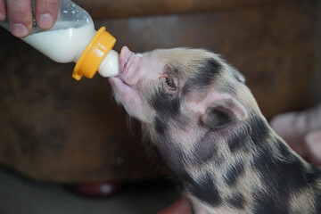 Pied mini baby pig in hand rearing
