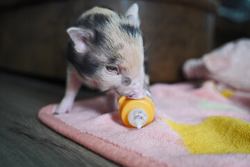 Pied mini baby pig in hand rearing
