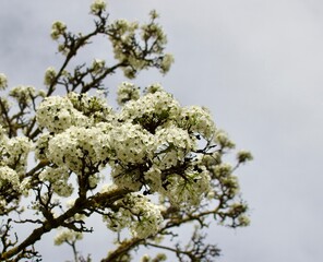 Racimo de flores blancas sobre cielo azul de primavera