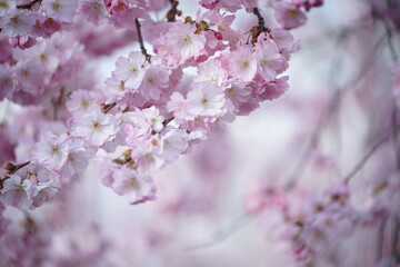 Prunus serrulata Kanzan in voller Blüte zur Osterzeit und mit Bokeh und weichem Hintergrund