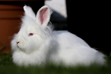 A Lionhead white rabbit with blue eyes lying on the grass