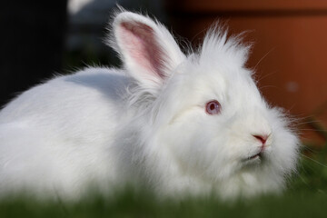 A Lionhead white rabbit with blue eyes and a frightened expression lies on the grass