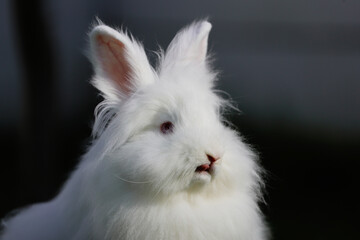 A Lionhead white rabbit with blue eyes sticks its tongue out