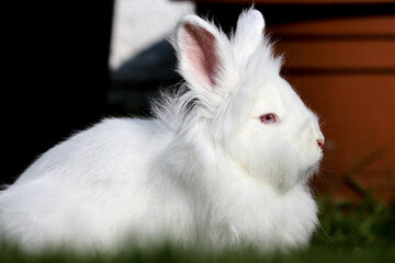 A Lionhead white rabbit with blue eyes lying on the grass