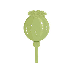 The poppy plant. Capsule with seeds. Latex. Narcotic medicinal plant. Opium.