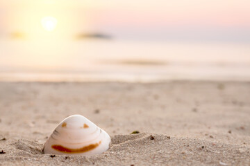 Obraz premium A shell with an unusual natural pattern, in the form of a smiley face, at sunset. A seashell on the beach with sand and a wave. Summer background.
