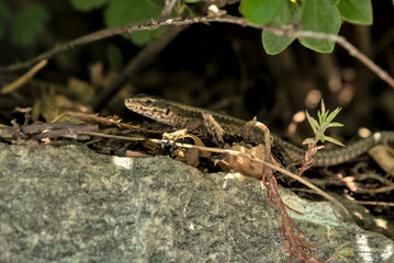 Lizard (Podarcis muralis) on a stone with a bush in the background in Austria.