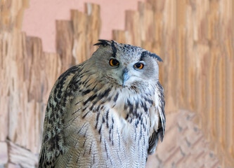 Portrait of a polar owl with yellow eyes, close-up.